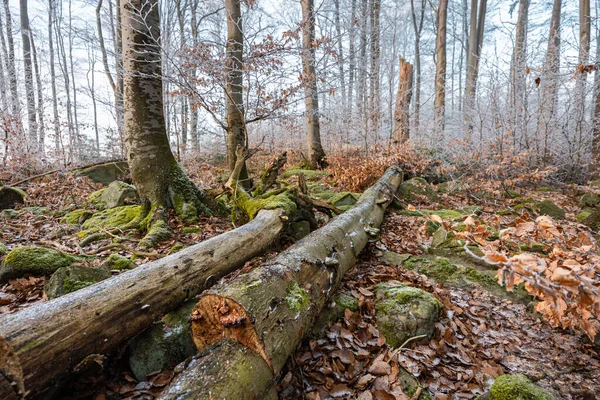 Осенние Морозы Лесу Старым Стволом Дерева Земле Широкий Угол Зрения — стоковое фото