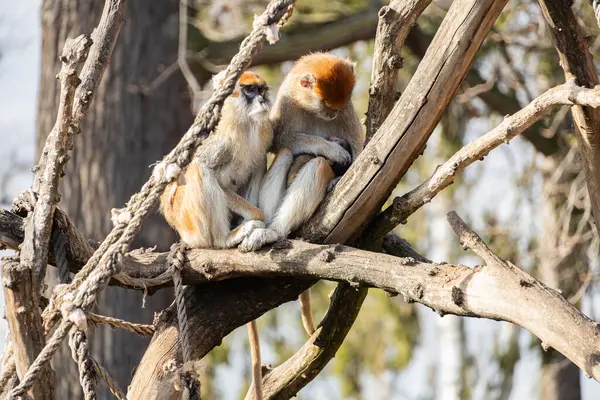 stock image Patas monkeys with newborn baby monkey on tree