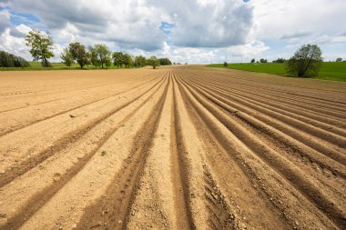 Patates tarlaları ve gökyüzünde bulutlar.