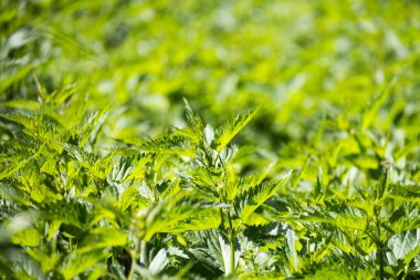 Taze bahar ısırganları sahada - ısırgan otu yakın plan