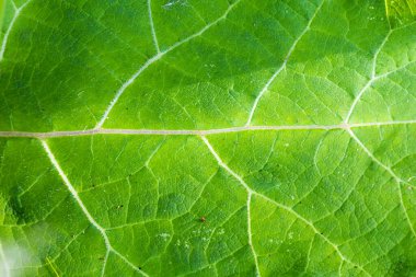 Daha büyük dulavratotu - yeşil yaprak detayı