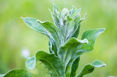 Mullein bitkisi - bulanık bokeh arkaplanda yapraklar
