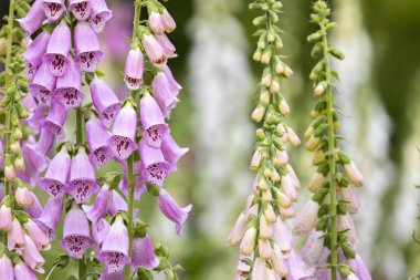 Wild foxglove flowers - digitalis plants clipart