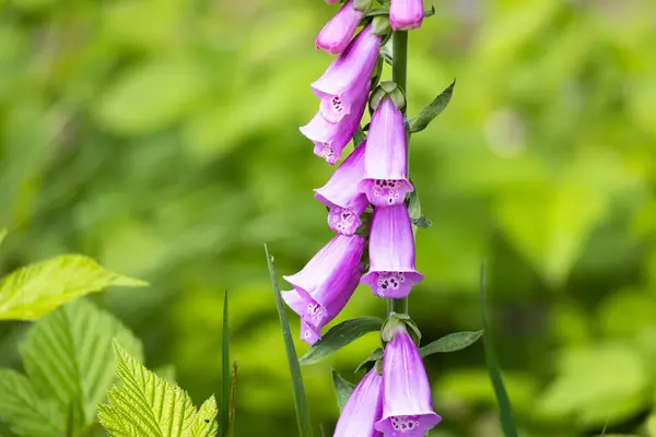 stock image Foxglove purple plant on green background