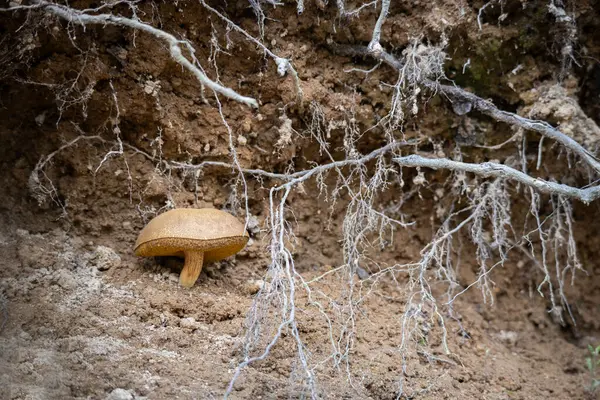 stock image Suede bolete edible mushroom with small tree roots around