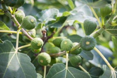 Ağaçtaki yeşil incirler - taze meyve ayrıntıları