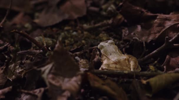 Ein Frosch Sitzt Regungslos Inmitten Von Laubstreu Hochwertiges Filmmaterial — Stockvideo
