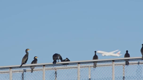 Una Bandada Cormoranes Descansando Una Valla Con Jet Pasajeros Pasando — Vídeo de stock