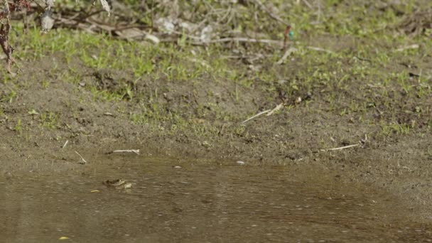 Ein Paar Frösche Beobachtet Wie Sich Paarende Libellen Der Nähe — Stockvideo