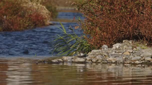 Ein Wasserläufer Frisst Eine Heuschrecke Neben Einem Fluss Der Präfektur — Stockvideo