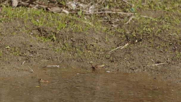 Пара Жаб Полює Комах Біля Річки Префектурі Хьоґо Японія Кадри — стокове відео