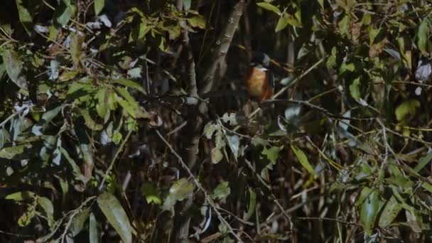 在日本兵库县 一位普通的翠鸟栖息在一棵树上潜水觅食 高质量的4K镜头 — 图库视频影像