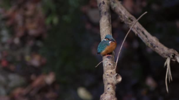 Een Gewone Ijsvogel Zit Een Tak Kijkt Uit Naar Roofdieren — Stockvideo