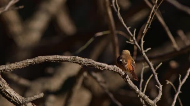 Uma Fêmea Dauriana Redstart Voando Para Longe Retornando Poleiro Parque — Vídeo de Stock