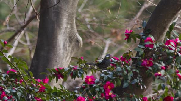 Pair Brown Eared Bulbuls Feeding Sasanqua Camellia Flowers Amagasaki City — Wideo stockowe