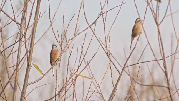 Pair Siberian Meadow Buntings Perched Tree Hyogo Prefecture Japan High — Vídeo de stock