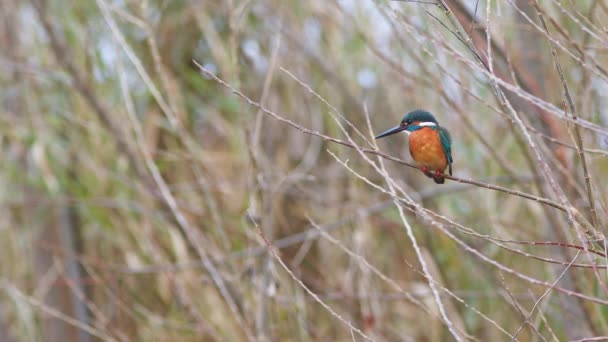 Male Common Kingfisher Resting Tree Flying Away Hyogo Prefecture Japan — Video