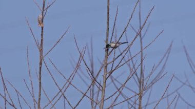 Low-angle footage of a Japanese tit foraging for food in Hyogo Prefecture, Japan. High quality 4k footage.