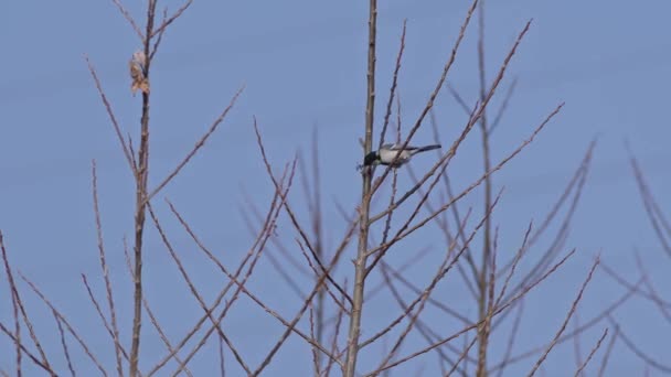 Low Angle Footage Japanese Tit Foraging Food Hyogo Prefecture Japan — Stock video