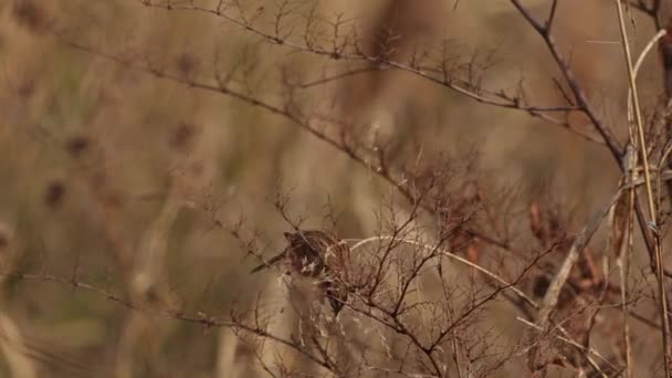 Close Shot Siberian Meadow Bunting Eating Seeds Flying Away Hyogo — Stock Video