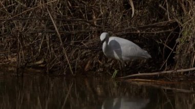 A little egret hunting for fish by shaking its foot in shallow water in Hyogo, Prefecture, Japan. High quality 4k footage.