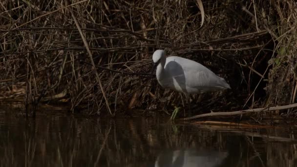 Little Egret Hunting Fish Shaking Its Foot Shallow Water Hyogo — Stok video