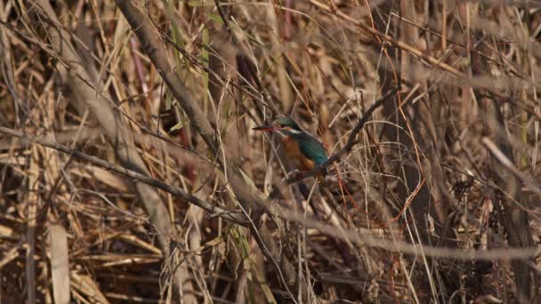 Female Common Kingfisher Perching Diving Small Fish Hyogo Prefecture Japan — Stock videók