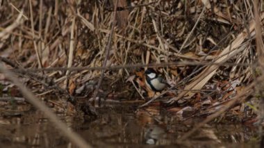 A Japanese tit drinking and bathing in shallow water before flying away in Hyogo Prefecture, Japan. High quality 4k footage.