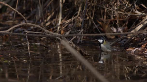 Japanese Tit Bathing Shallow Water Flying Away Hyogo Prefecture Japan — Stok video