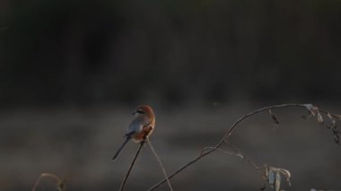 A bull-headed shrike perching and enjoying the afternoon sun in Hyogo Prefecture, Japan. High quality 4k footage.