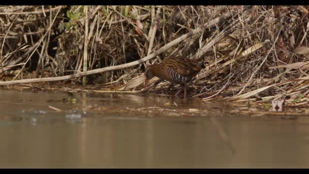 Water Rail Foraging Food Shallow Pool Water Hyogo Prefecture Japan — Vídeos de Stock