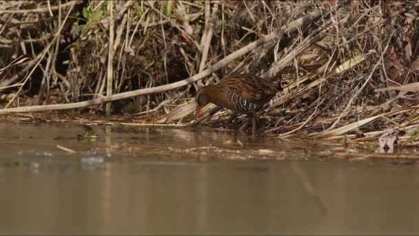Water Rail Foraging Food Banks Ina River Hyogo Prefecture Japan — Stok video