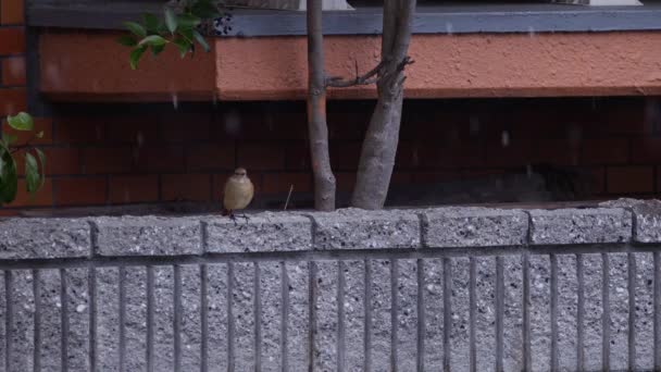Ein Hausrotschwanz Weibchen Ruht Auf Einer Mauer Bevor Bei Leichtem — Stockvideo