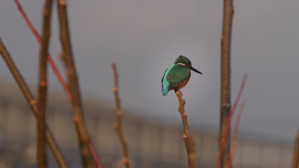 Common Kingfisher Rests Tree Hyogo Prefecture Japan High Quality Footage — Stockvideo