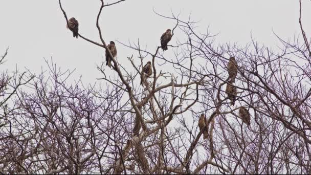 Large Flock Black Kites Roosting Treetops Echizen Coast Fukui Prefecture — Vídeos de Stock