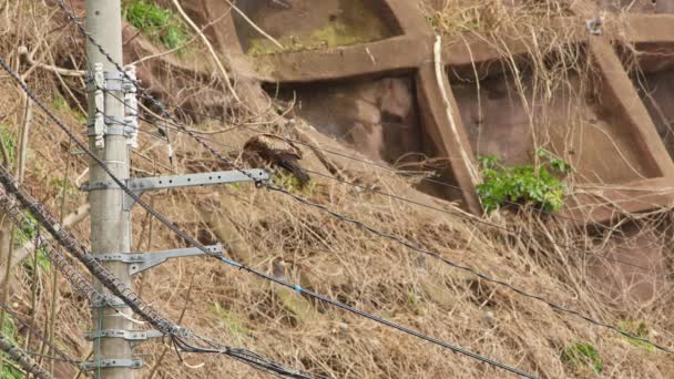 Pair Black Kites Perched Power Pole Eating Fish Echizen Coast — Stockvideo