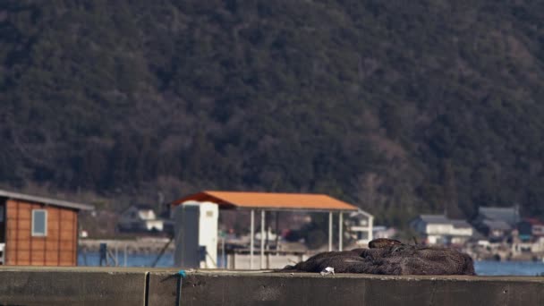 Black Kite Picking Scraps Old Fishing Net Tsuruga Fukui Prefecture — 비디오