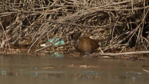 Water Rail Foraging Food Amongst Rubbish Banks Ina River Hyogo — Stock Video