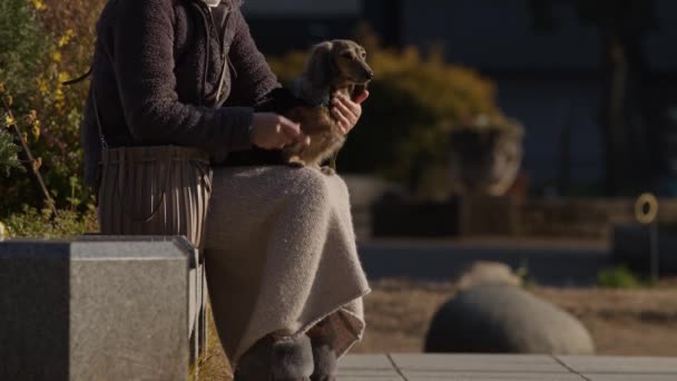 Власник Собаки Чистячи Свого Собаку Вулиці Осаці Японія — стокове відео