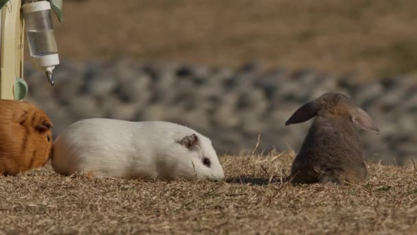 大阪市の公園の外で遊ぶギニア豚とウサギ — ストック動画
