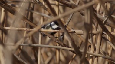 A Japanese tit stripping bark from reeds in the search for food in Hyogo Prefecture, Japan.