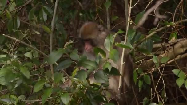 Japanese Macaque Monkey Eating Leaves Minoh Park Osaka Prefecture — kuvapankkivideo