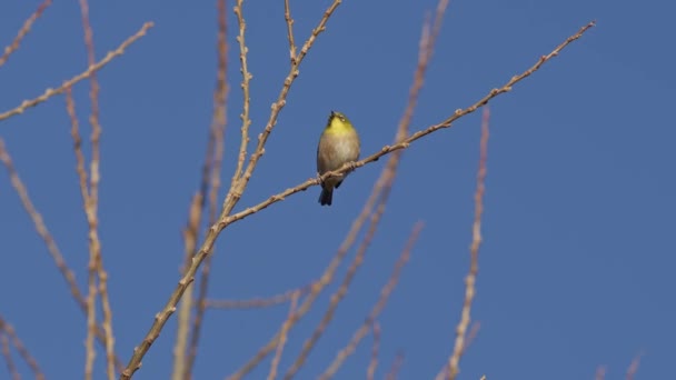 Warbling White Eye Perched High Bare Tree Looking Flying Away — Stock Video