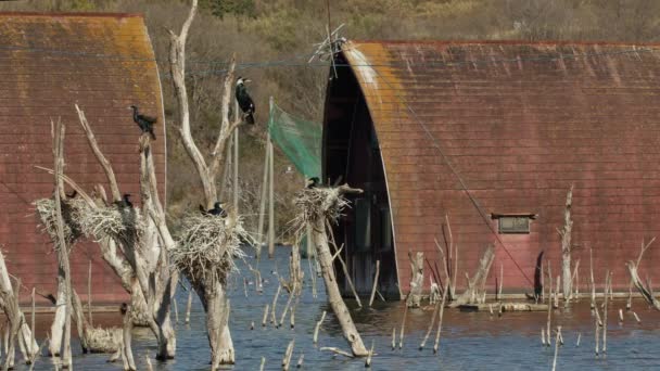 Una Casa Abandonada Parcialmente Sumergida Con Cormoranes Primer Plano Ushimado — Vídeo de stock