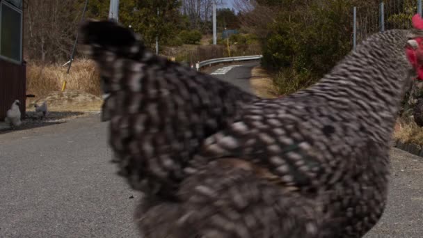 Стая Кур Дороге Острове Какуи Префектура Окаяма Япония Высококачественные Кадры — стоковое видео