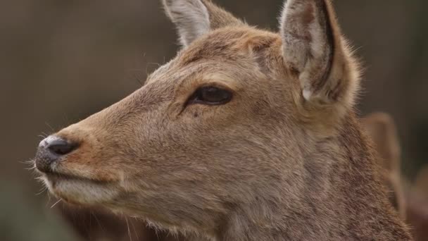 Strzał Głowę Jelenia Odpoczywającego Nara Park Japonii Wysokiej Jakości Materiał — Wideo stockowe
