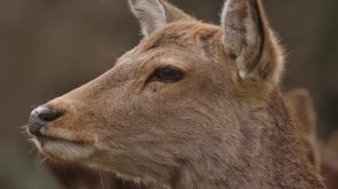 Japonya, Nara Park 'ta dinlenen bir sika geyiğinin kafa fotoğrafı. Yüksek kalite 4k görüntü.