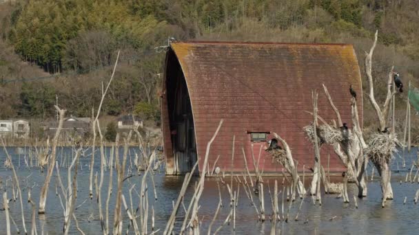 Een Verlaten Gedeeltelijk Ondergedompeld Huis Met Aalscholvers Voorgrond Prefectuur Ushimado — Stockvideo