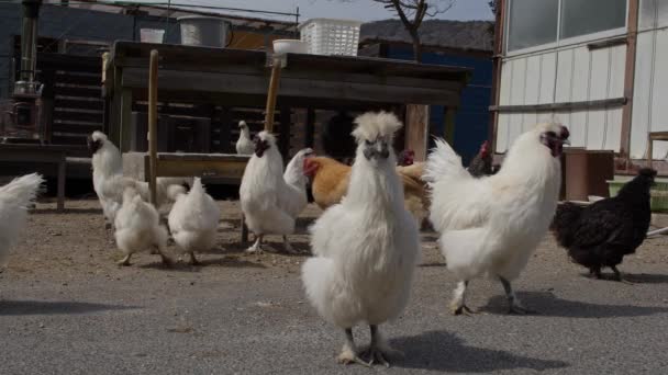 Flock Silkie Chickens Foraging Food Kakui Island Okayama Prefecture High — Stock Video