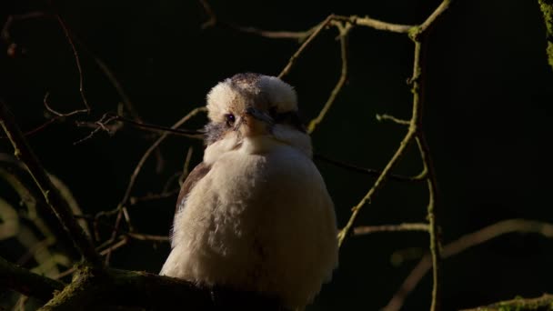 Närbild Skott Kookaburra Vilar Gren Otway State Forest Victoria Australien — Stockvideo